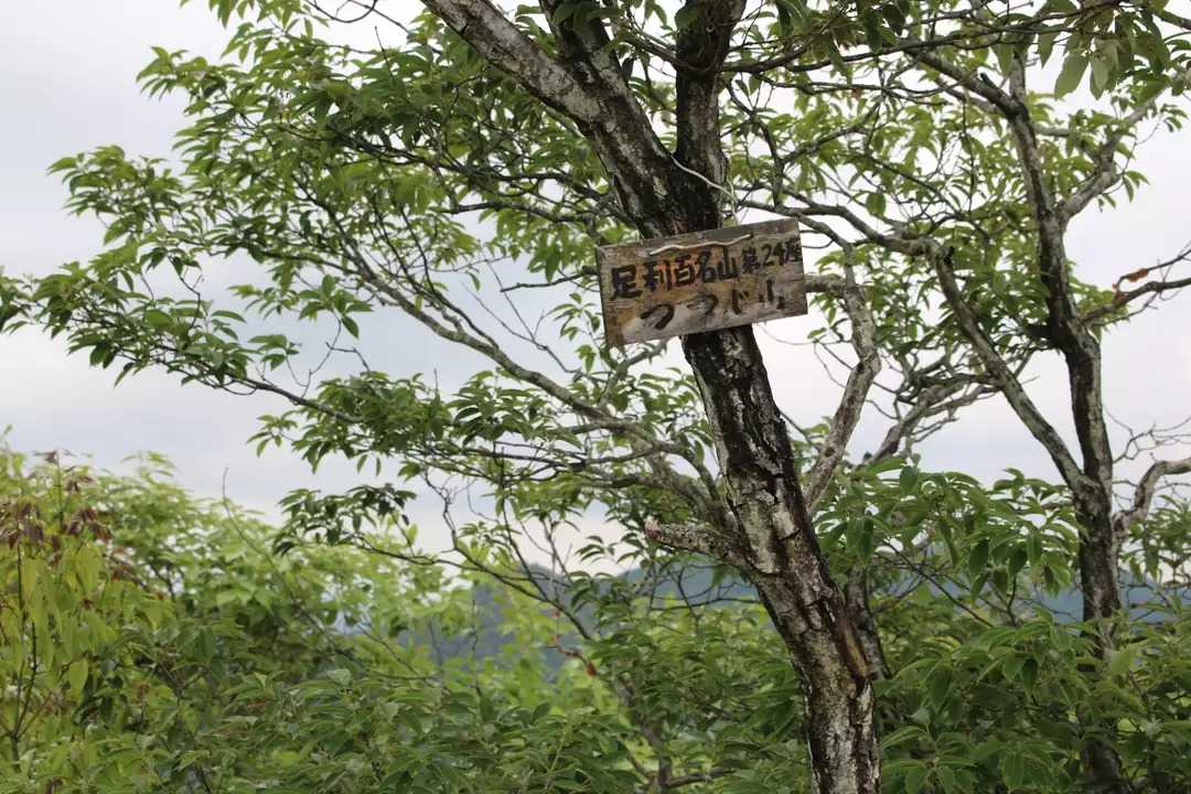 つつじ山の写真