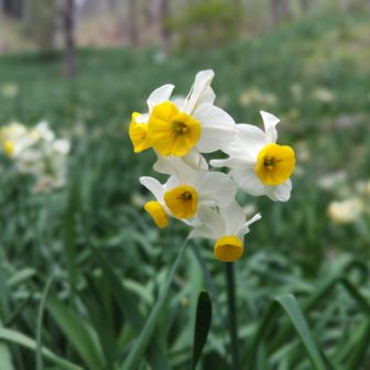 最後の最後で水仙畑があったよ。🥰ウチの庭の水仙はこれからやけど、ここではもう終わりかけでした。