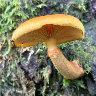 オオワライタケ🍄 全体が鮮やかな黄色からオレンジ褐色（黄褐色）を帯びています。傘の表面には細かく小さなささくれ（鱗片）があり、成長すると大きく平らに開きます。(iPhone)