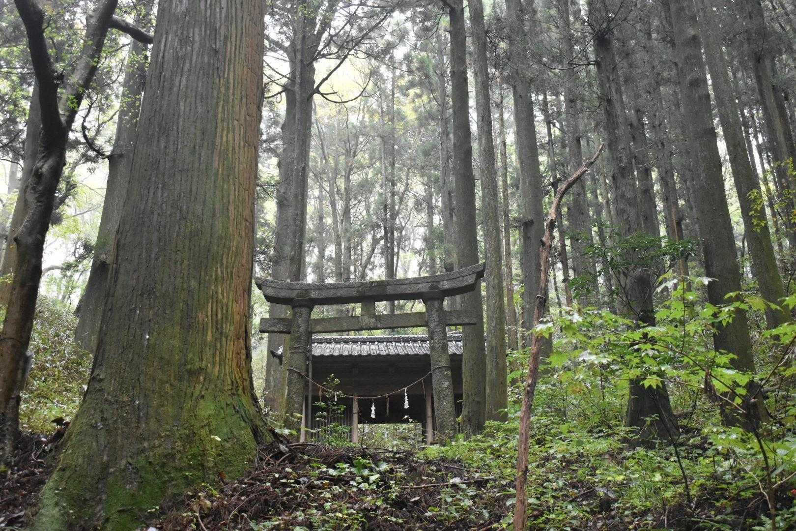 弁天池から上を見上げると、黒前神社が見える⛩️