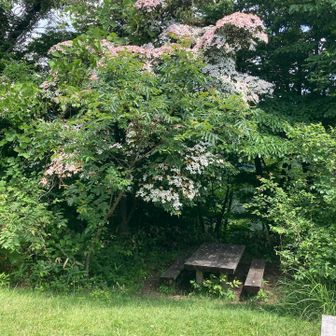 くぐって入ってみると

前回
思わず声をあげた
たくさんの白い花を咲かせた

大きなヤマボウシが

ほんのりピンクに
変わってる🤍🩷