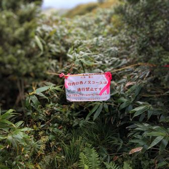 西ノ又コースは通行止。
でも少し降ったところに日本屈指のキヌガサソウ群生地があるのだそうな👍