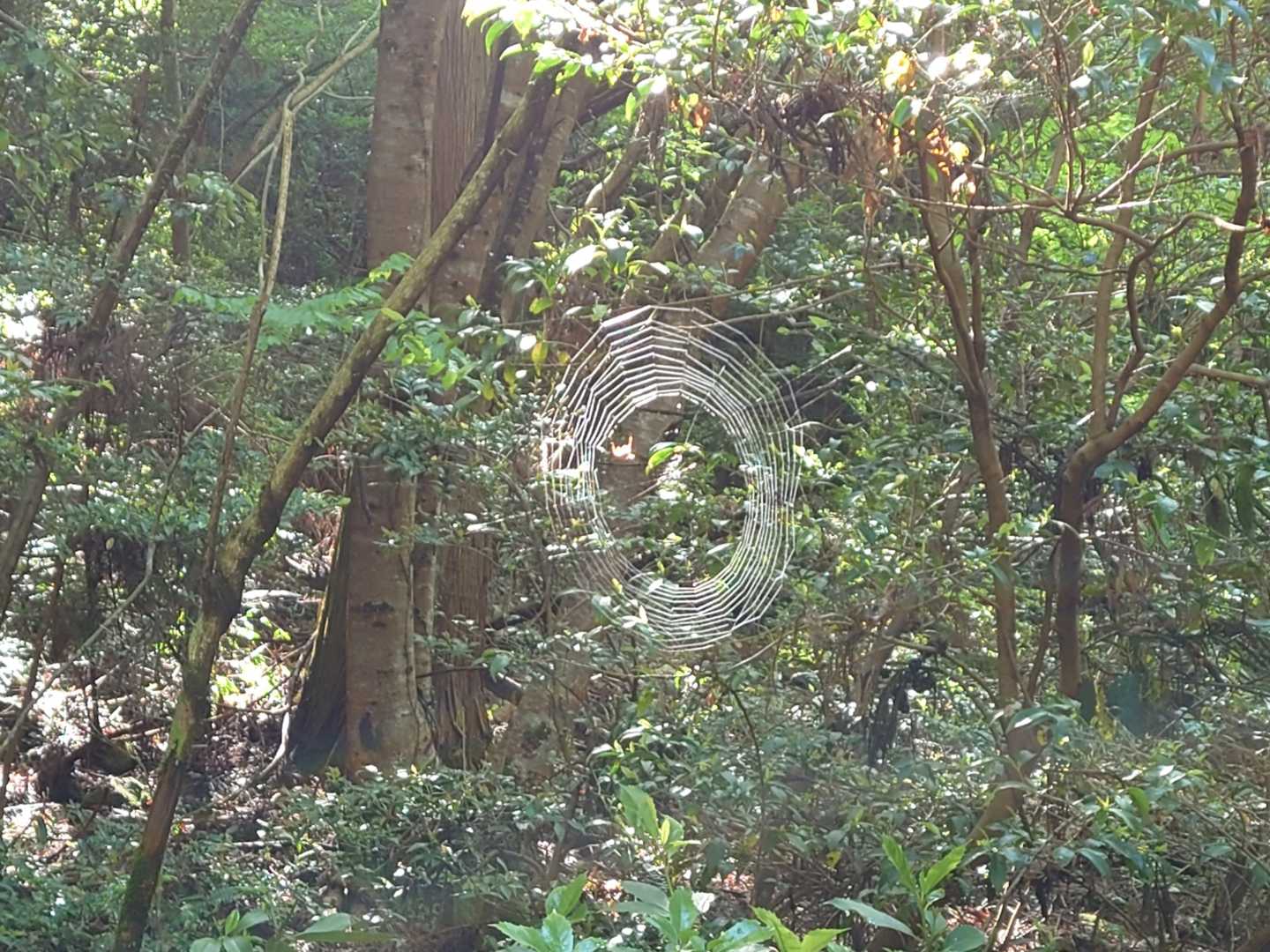 🕸