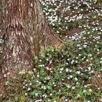 冷水山・百前森山・果無山 いちめん。お花