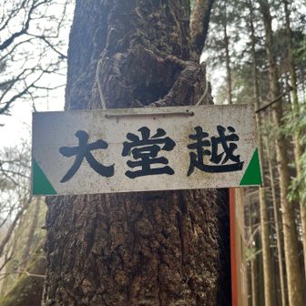 野間の大けやきからはしばらくは林道歩きですが、大堂峠への迂回路の案内から一気に登る山道へ。大堂越からは落葉が多く、道幅が狭いとこもありました。