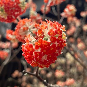 想像してたより、こじんまり咲いてた😐　赤いミツマタは突然変異した品種みたいです🌺
平日なのもあり、静かな山々でした🚶‍♂️

日向薬師のバス停から帰ります🚌
（小田急フリーパスで🎫🉐）
