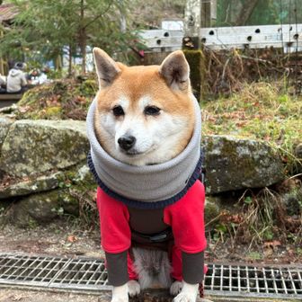 さくらちゃんも🌸