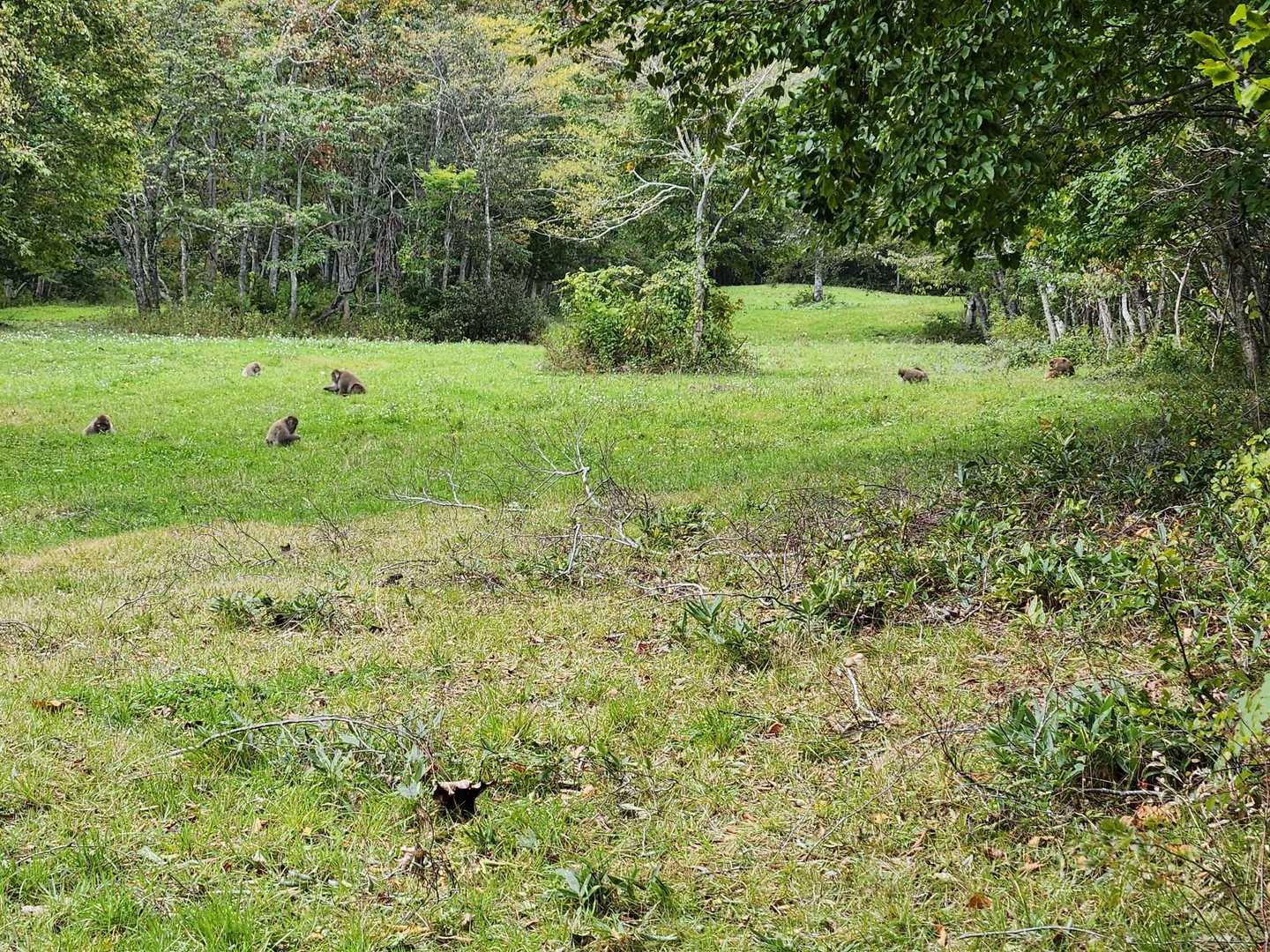 猿がいっぱい🐒
地元の山の猿と違ってこわくない。