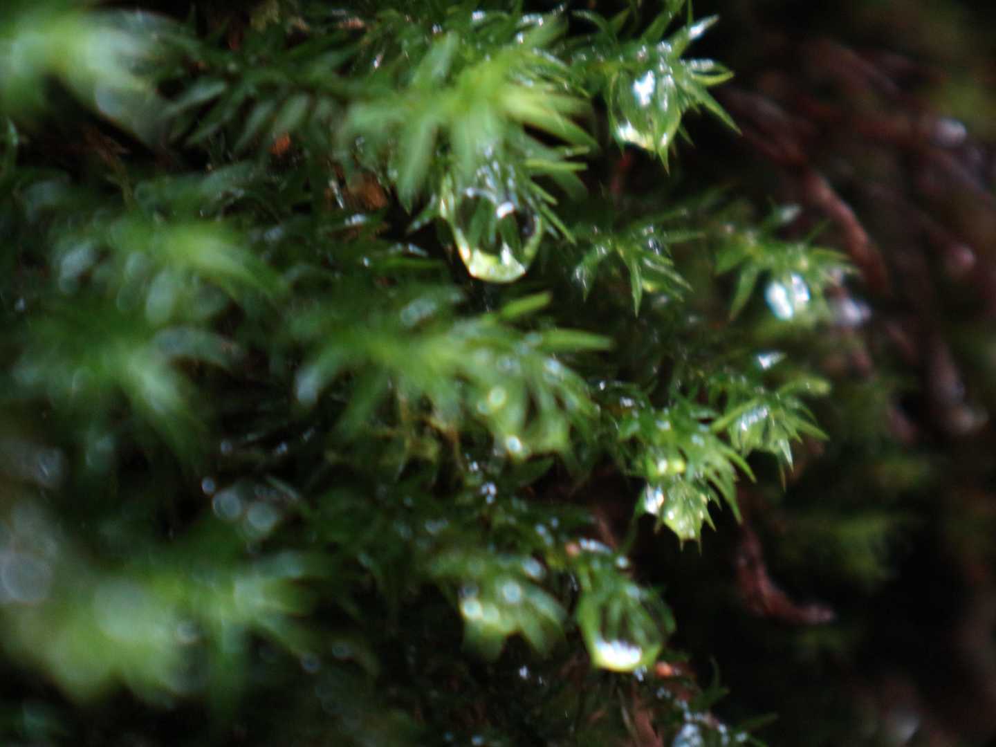 美濃戸口登山口-美濃戸登山口-赤岳-地蔵ノ頭-横岳-硫黄岳 周回コースの写真
