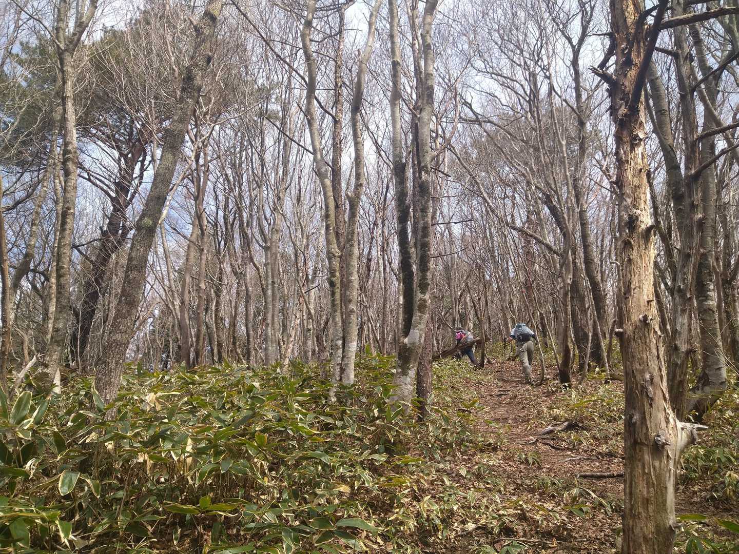 急登が続きます😰
あと少しでカタクリに会えると思いながら登っています😅