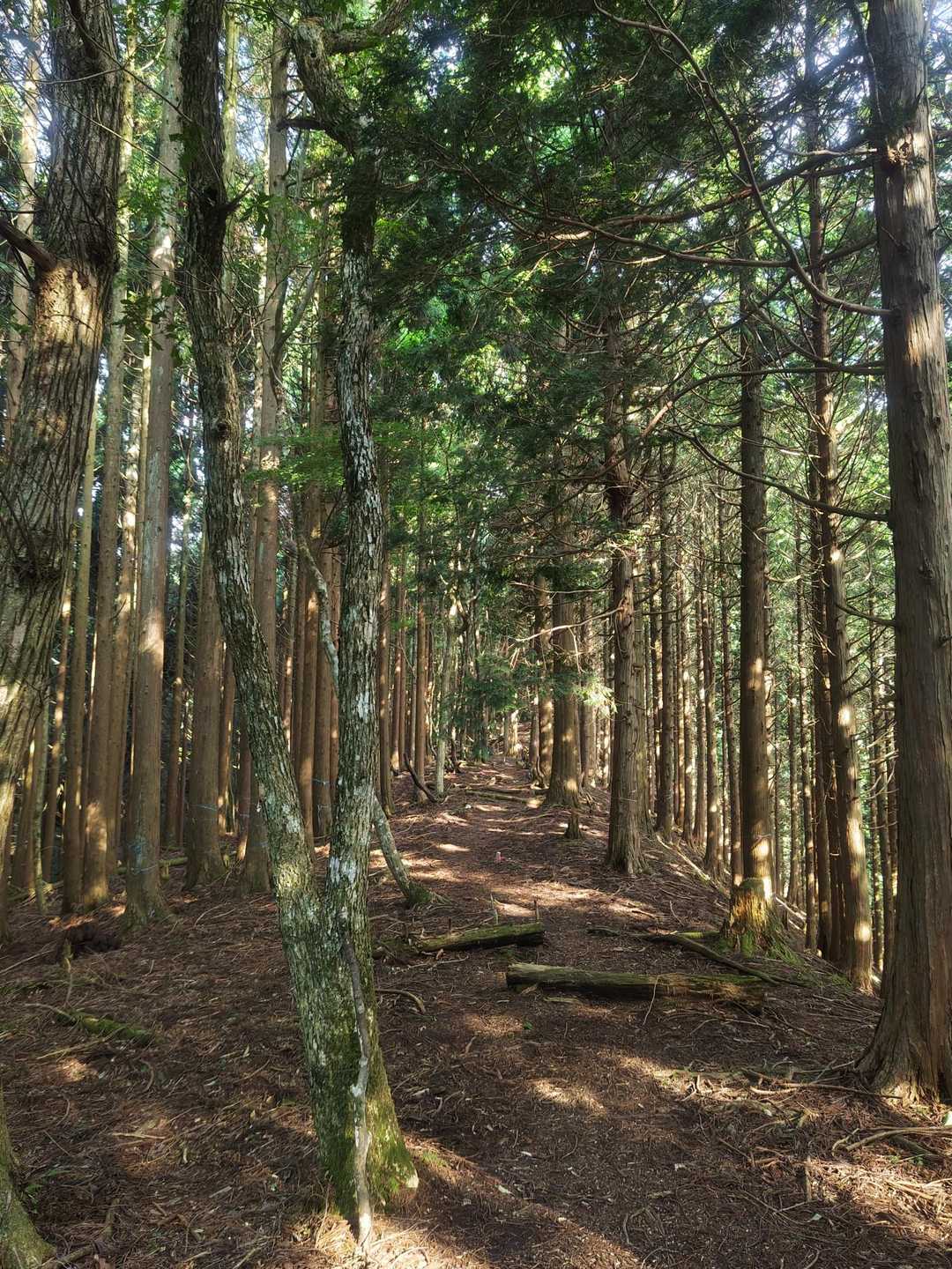 平バス停-平登山口-皆子山 周回コースの写真