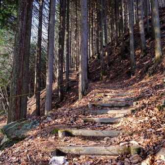 ヒノキ　まだ続く花粉🤧