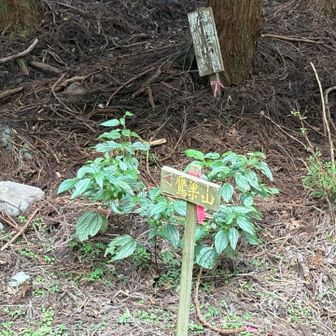 見逃してしまうような、控えめな看板。ココから入る。