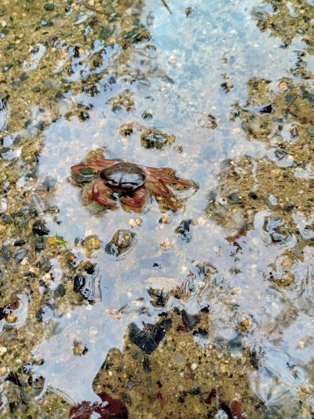 サワガニ🦀