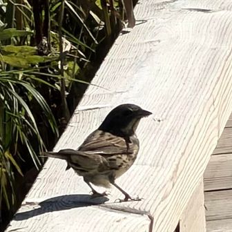 🐦