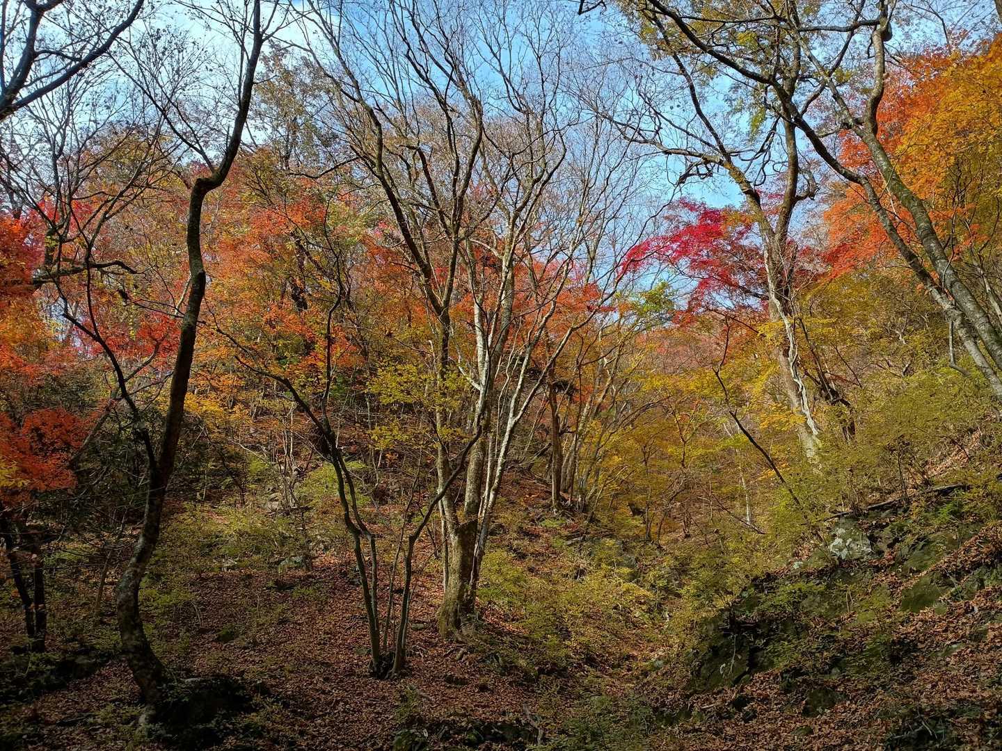 御岳山駅-御嶽神社-御岳山-天狗の腰掛け杉 周回コースの写真