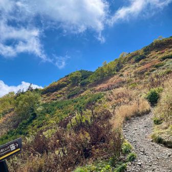 先程の急登が再び合流｡
山頂まであとちょっぴり🤏🏻