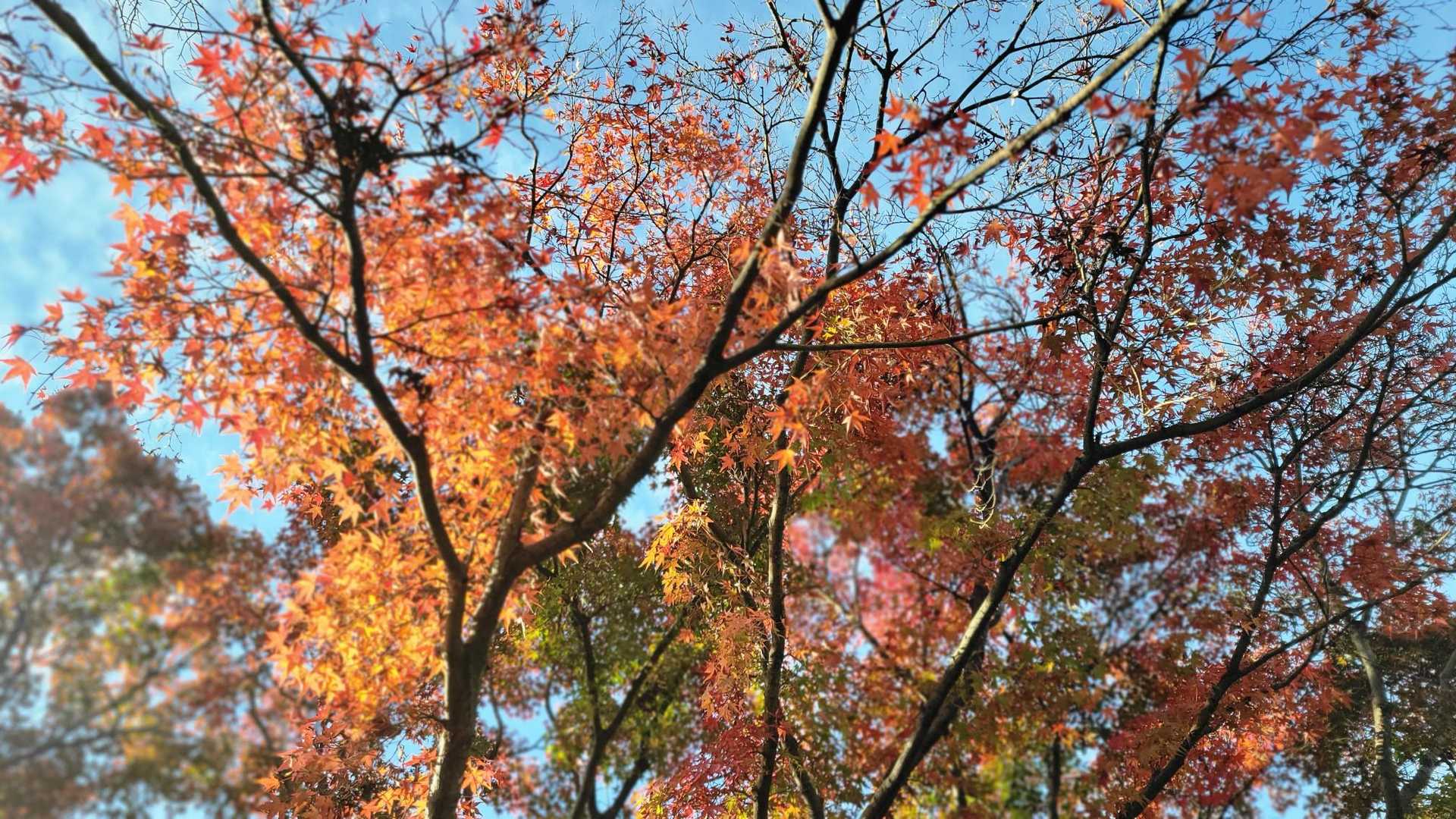 🍁(//∇//)🍁