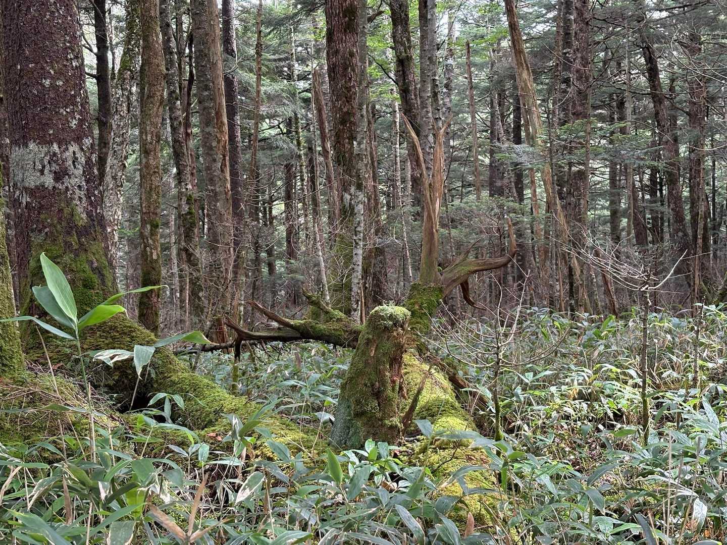 鹿の角みたい🫎