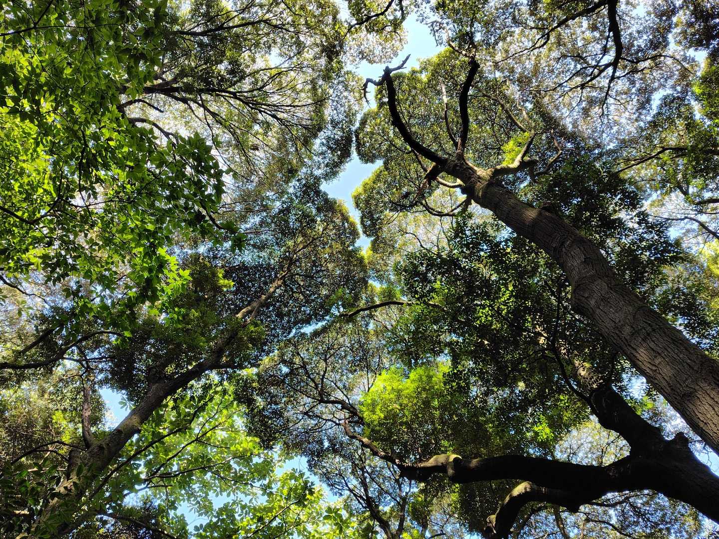 樹冠の譲りあい
美しい