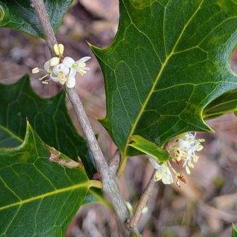 🌸可愛い〜(・∀・)!!
柊に花が咲いているの初めて見ました〜😍