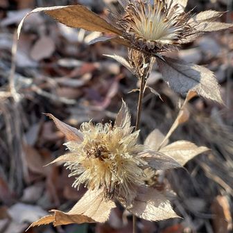 自然のドライフラワーや〜♬