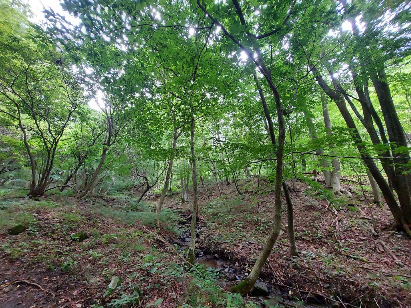 お花畑コース入口-出会いの鐘-天狗山 周回コースの写真