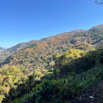 紅葉もあり🍁めっちゃいい👍