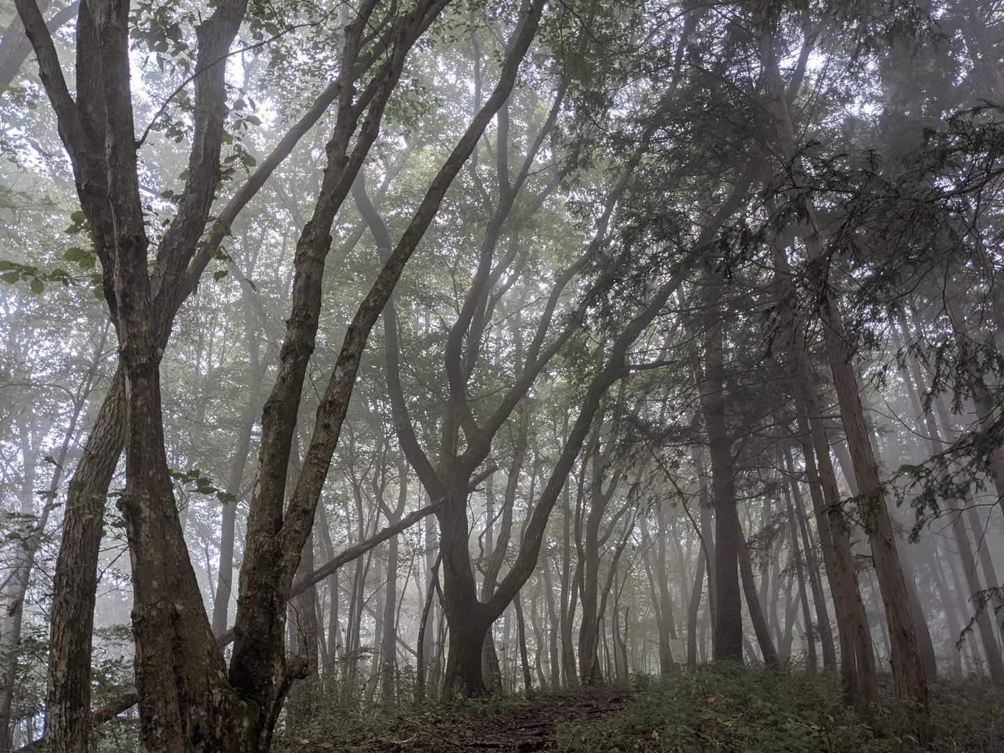 幻想的だけど木々から雫が滴ってくる