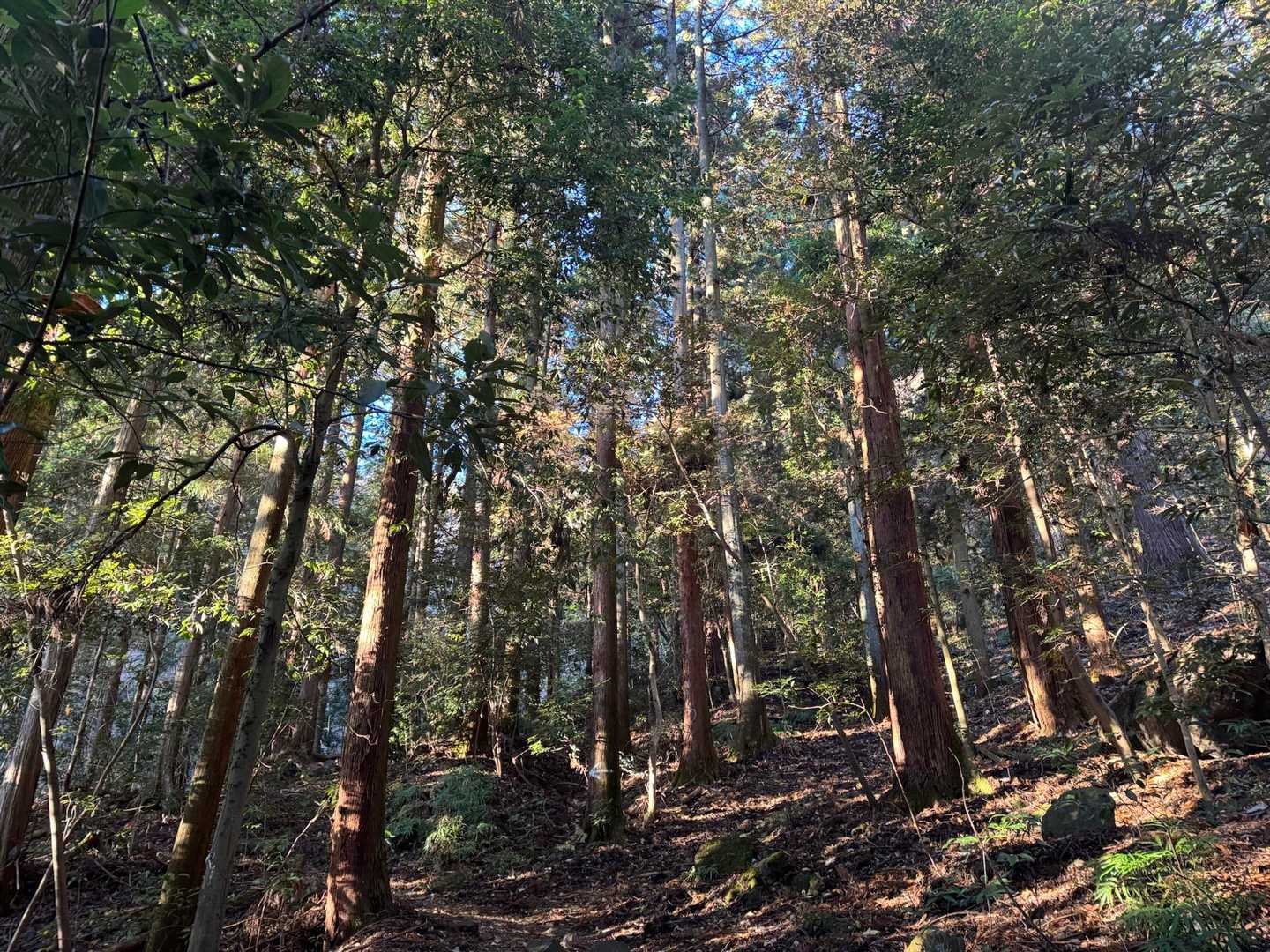 樹林帯を登っていきます。
最初からなかなかの急登。どんどん標高を上げていきます。