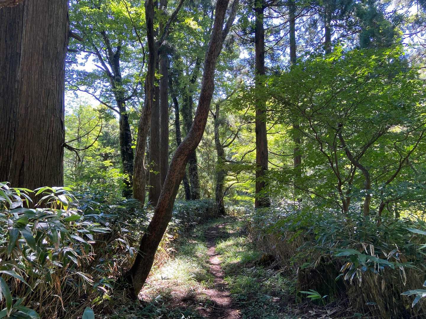 ずっと歩きやすい道だが風が無くとても暑い🫠
おまけにアブや小さな虫が飛び交うので手拭いを振り回して歩く