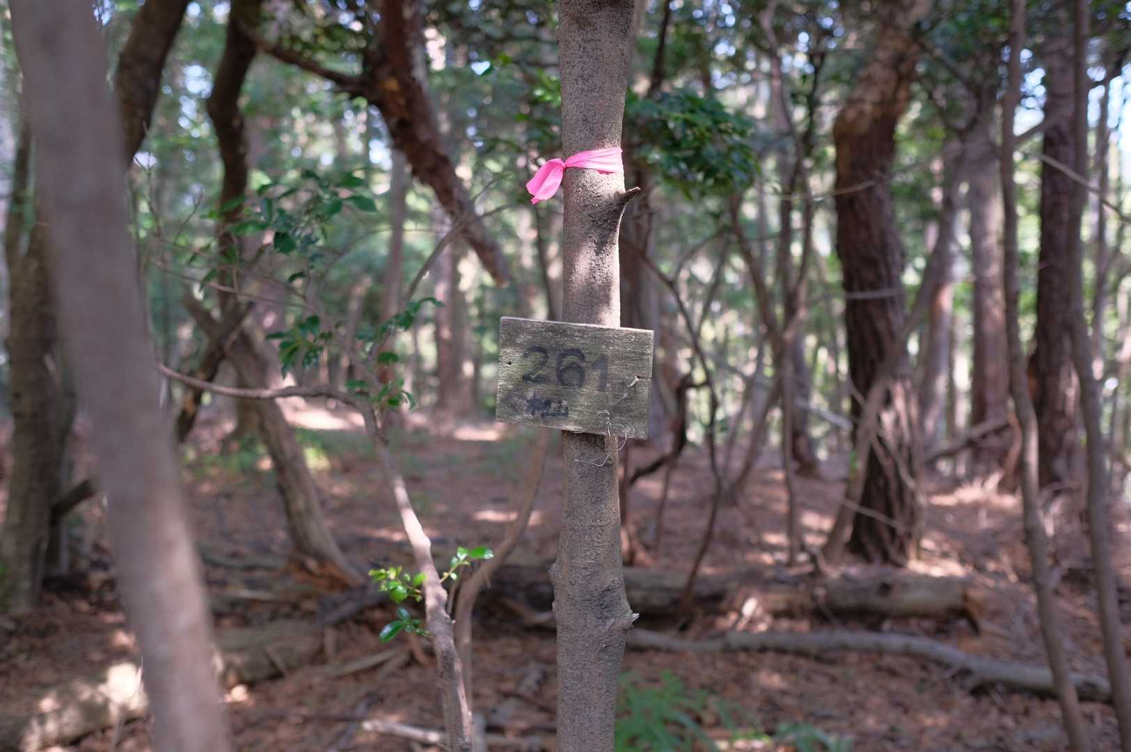 5座目、柳山到着⛰
