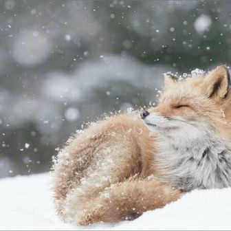 ヒロスケ　Uo･ｪ･oU🐋