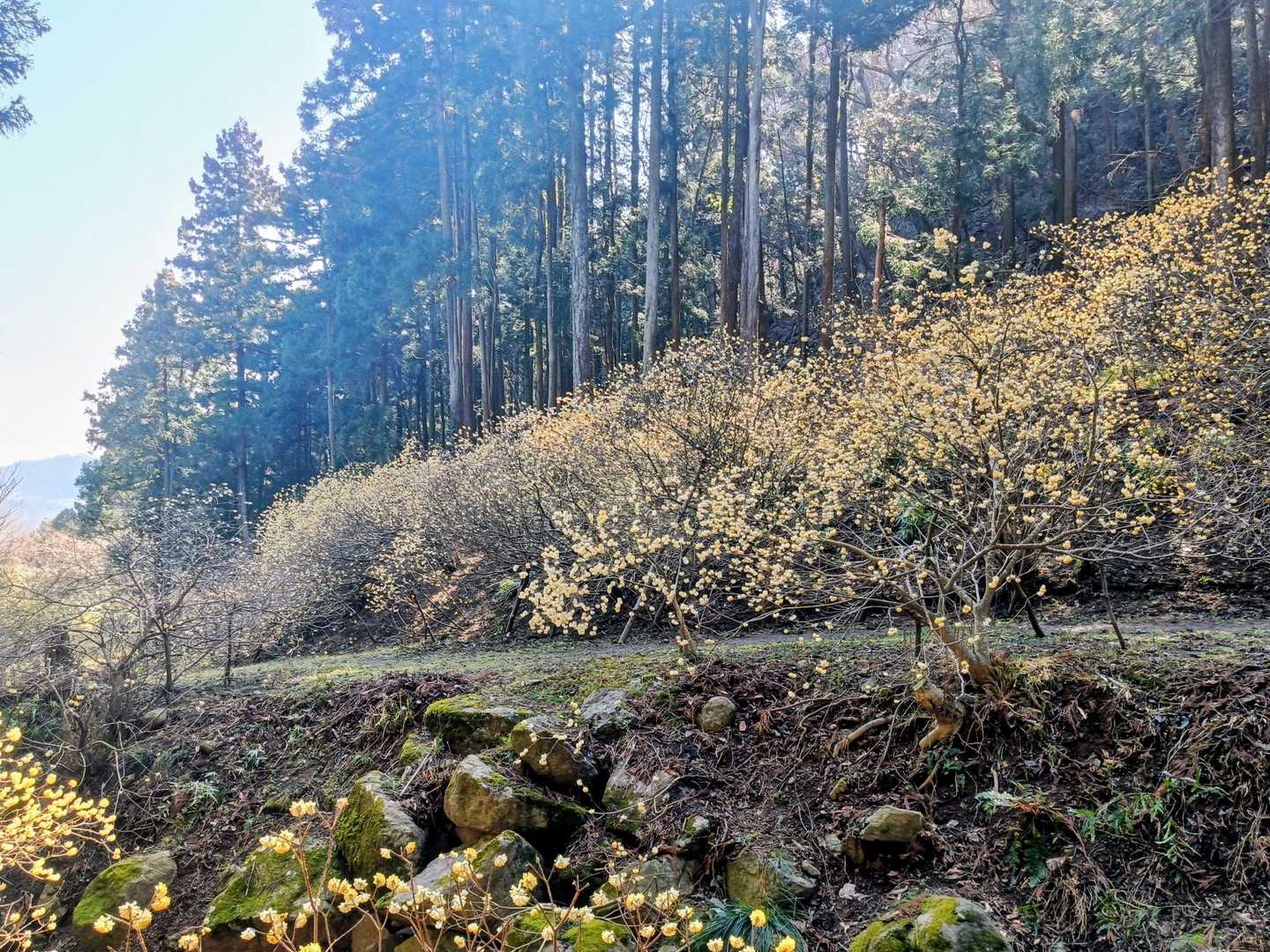 太平登山口-高取山-華厳山 往復コースの写真