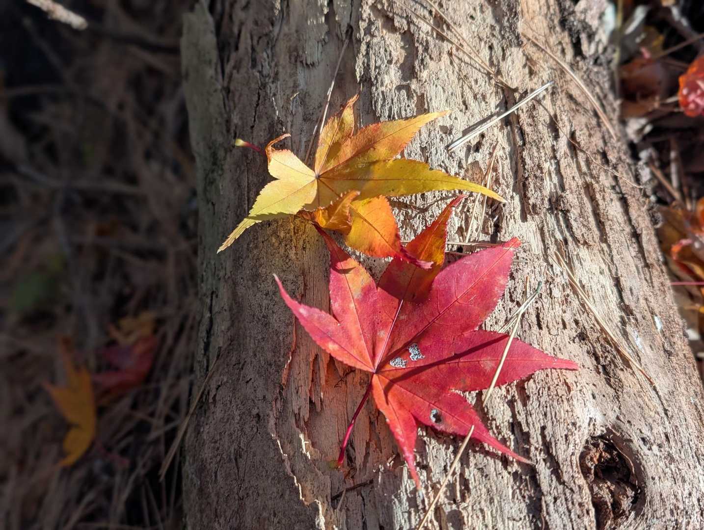 もみじ🍁