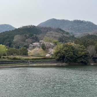 池越しの二上山、風があり水面はゆらゆら〜