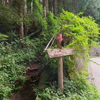 入口はちょっと生い茂ってますね