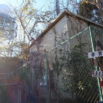 最後のピーク、香貫山山頂