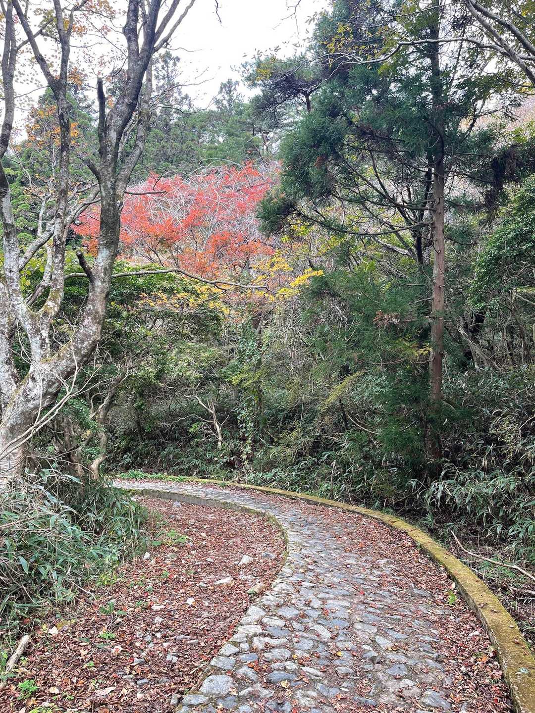 六甲越-虫地獄登山口 縦走コースの写真