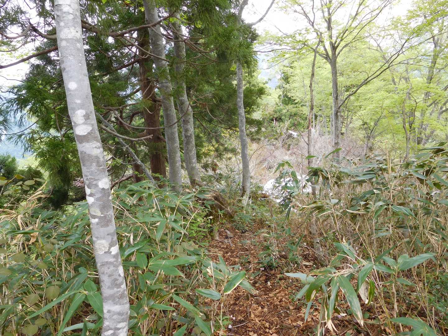 大熊山 往復コースの写真