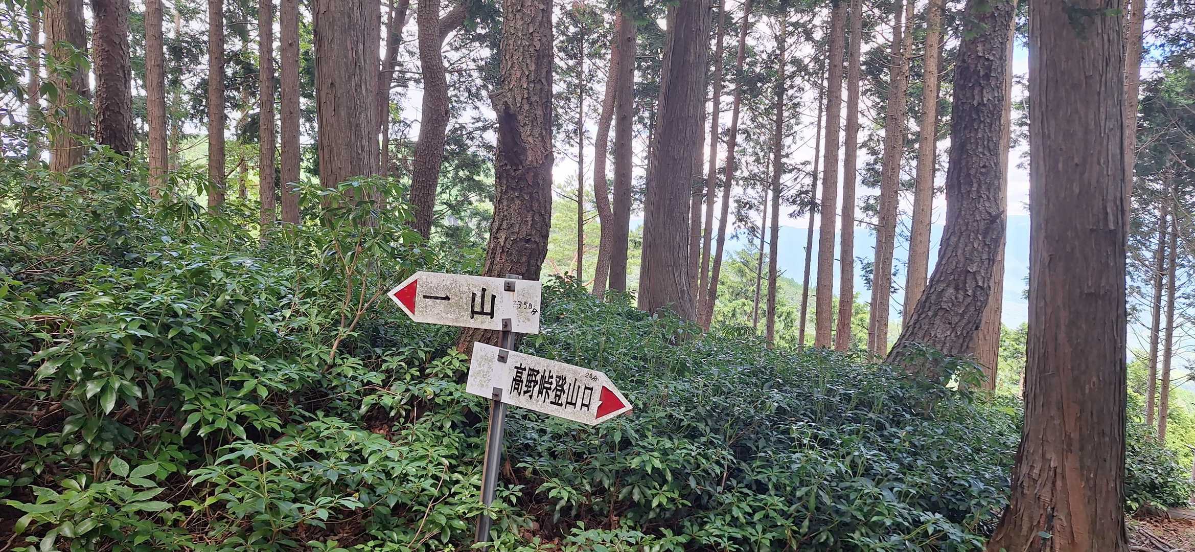 数少ない分岐です😅