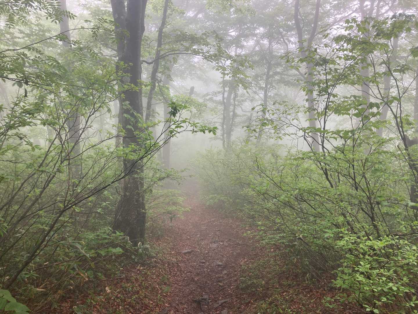 山頂までは人がいっぱいいたけど、渓谷コースに入るとひっそり

大万木山は熊目撃情報が多いみたいだし、広島の友人からも「熊に気をつけて」とアドバイスもらってたし、何だか急に不安になる😰

熊よけ鈴持ってなかったので🚗のキーを振り回しながら独りごと言ったり、「森のくまさん」歌ったり😂

渓谷コースの直近レポにウスギヨウラク（ツリガネツツジ）やイワカガミが載ってたので楽しみにしてたけど、早足に下りたので見つけられず😭
