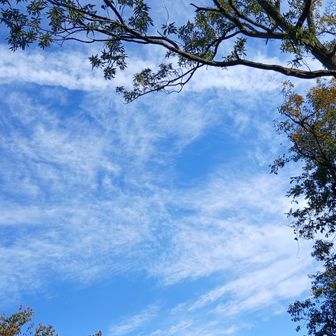 きれいな青空です