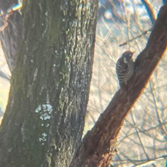 コゲラが🥰