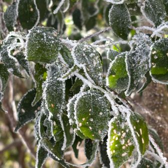 葉っぱも凍ってます。