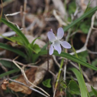 シロバナナガバノスミレサイシン