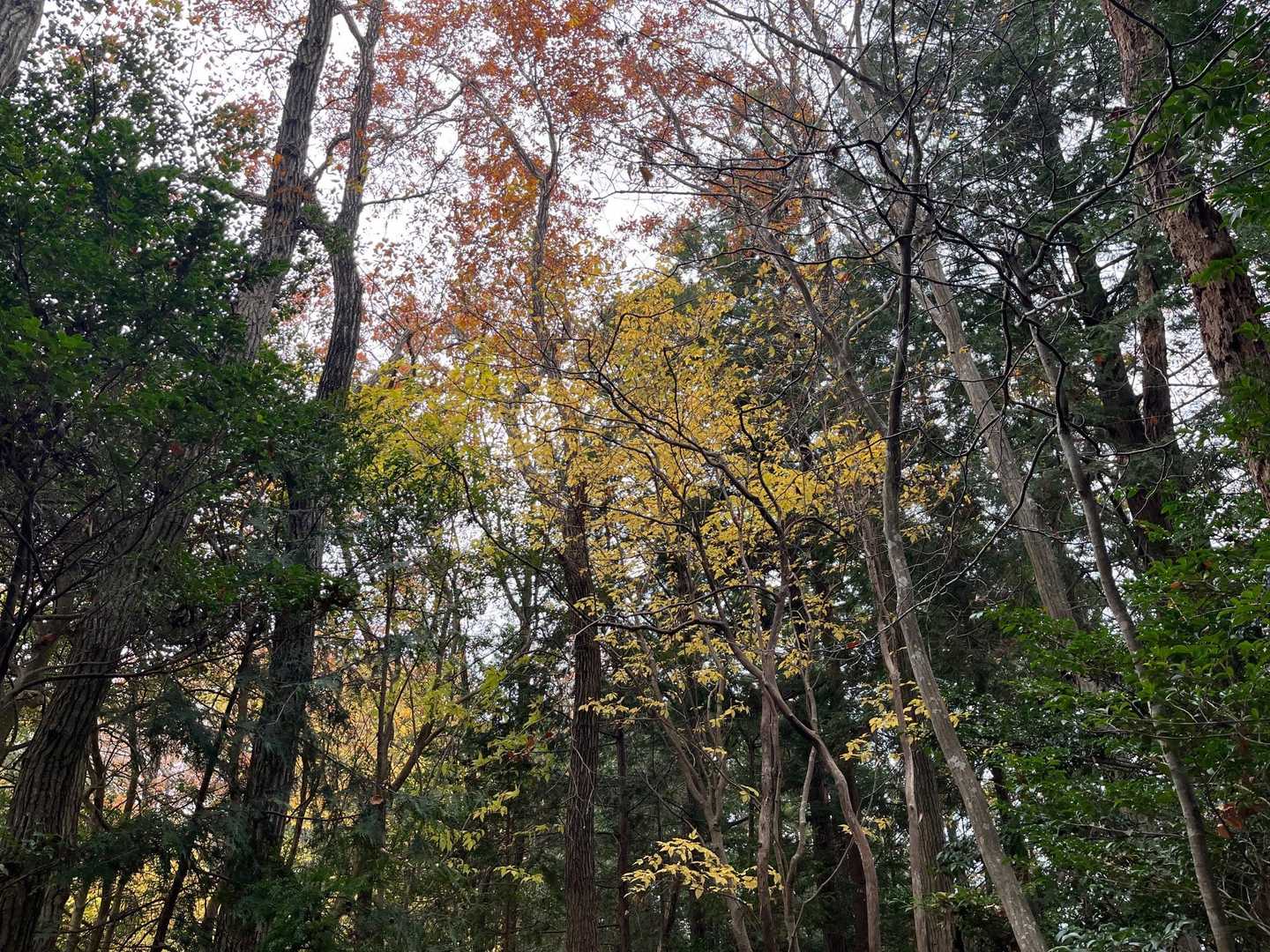 戻りますが、天気が怪しい☁️
急ぎ足で進んでます🚶🏻‍♂️
