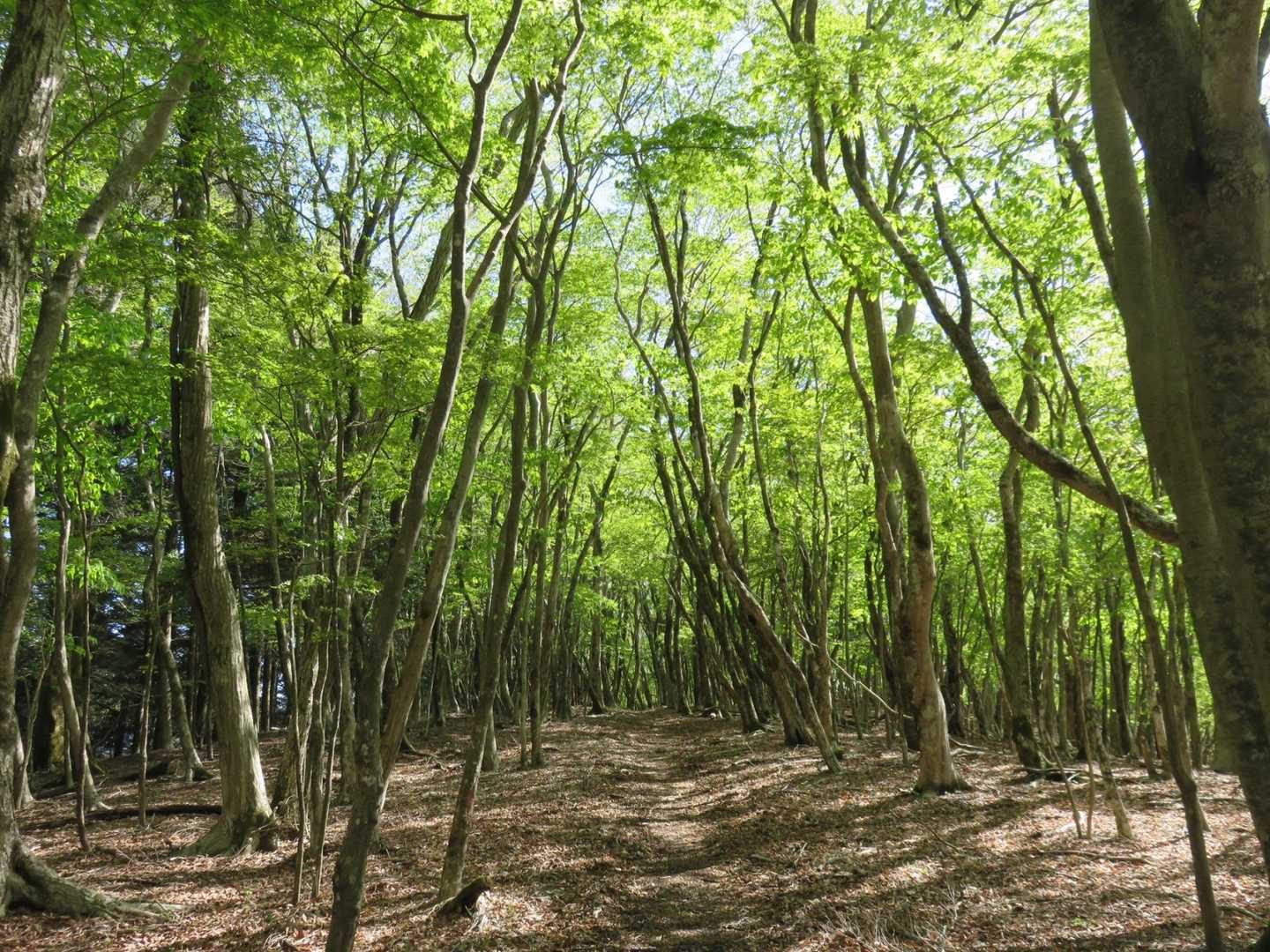 緑が眩しいです。
広くてなだらかな道が続きます。