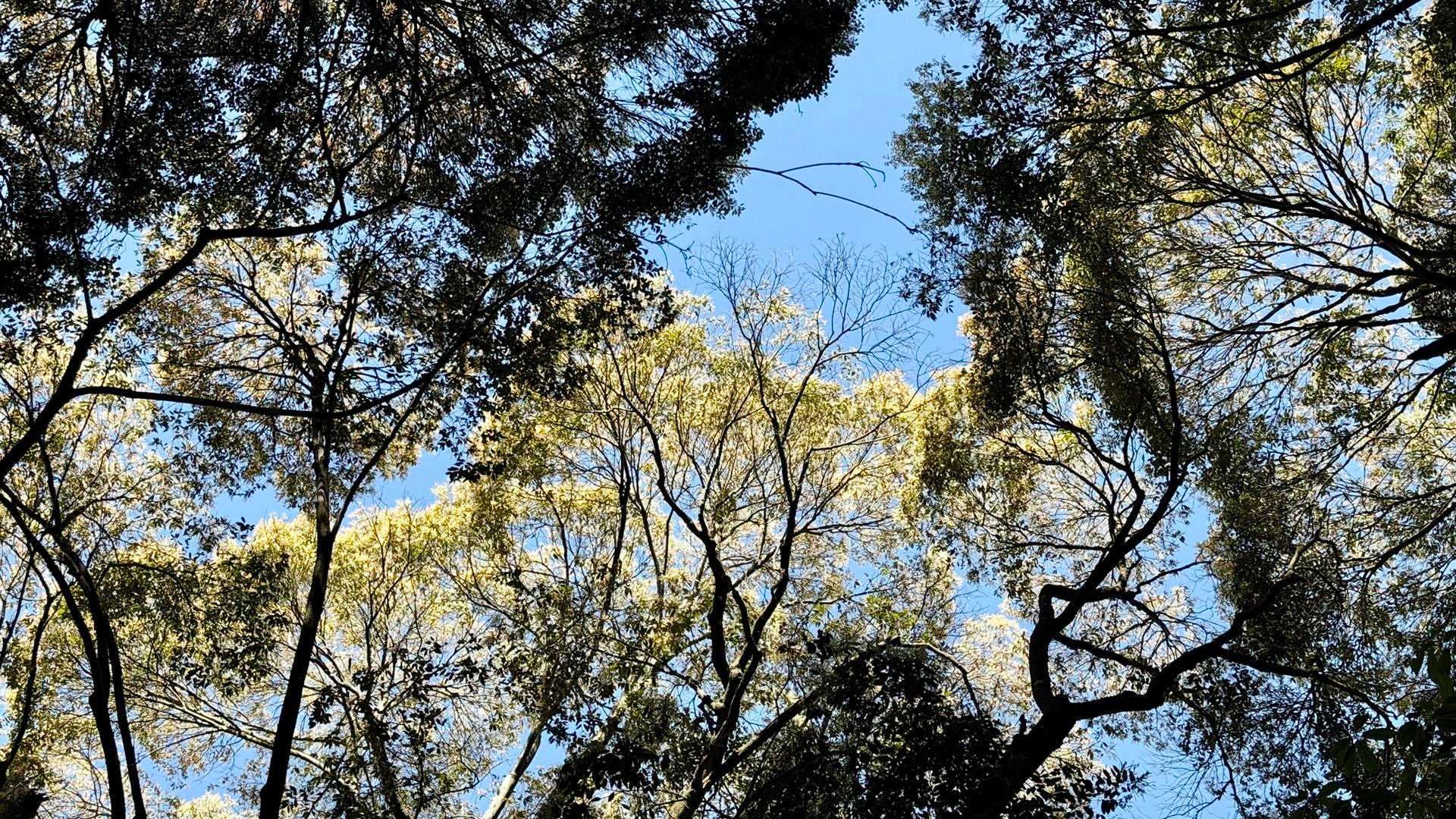 ツブラジイが黄色花を咲かせて独特な匂い！
お疲れ様でした🤗