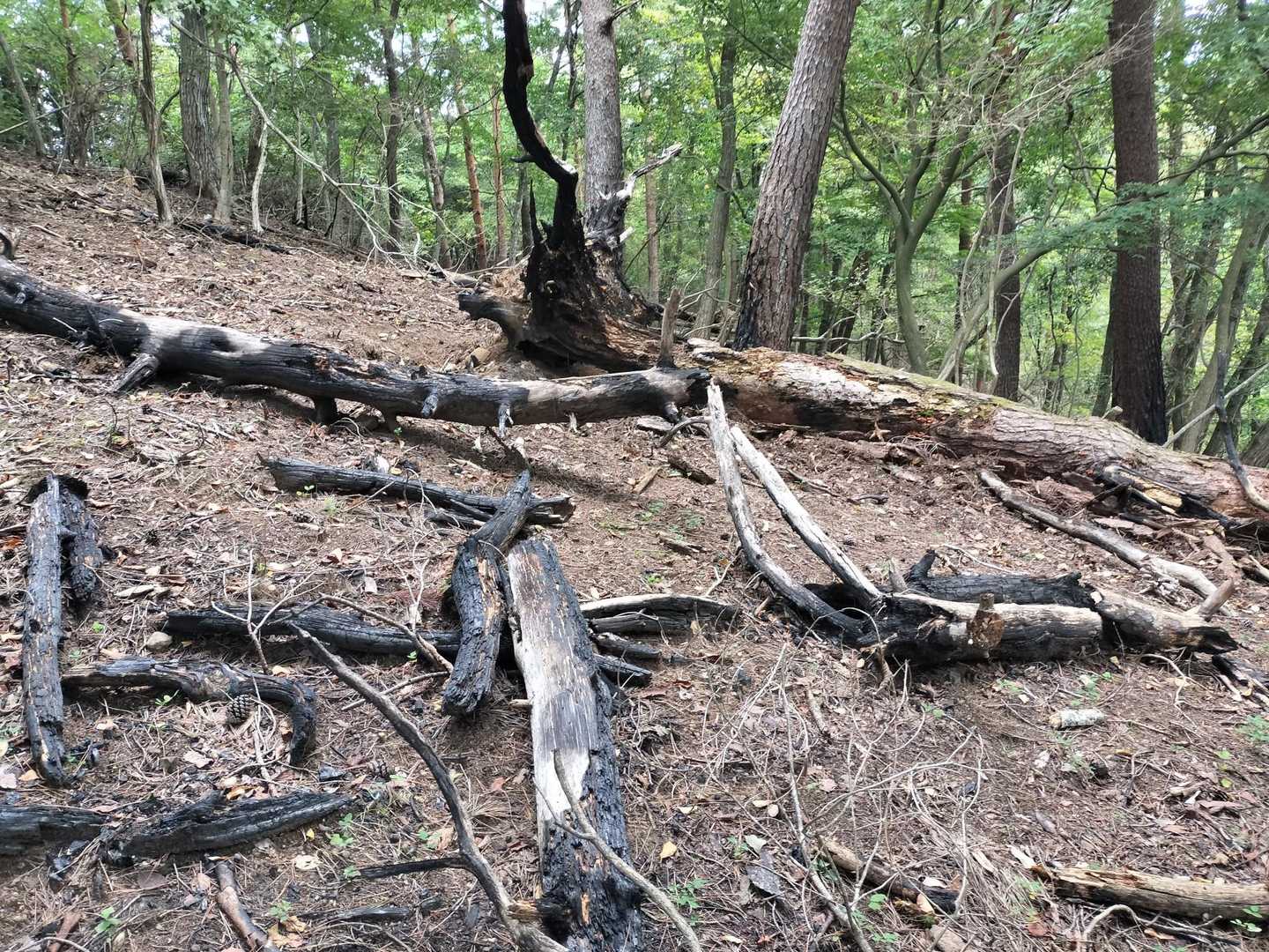 深草山近くの山火事の後です。広範囲ですね。
今年は各地で山火事有りましたよね。